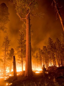 forest-fire.img_assist_custom-480x640 (1)