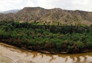 نابودی بزرگترین جنگل بوشهر